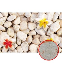 Фреска Ortograf 3D 30745 Фактура бархат золото FX-G Флизелин (4,2x2,7) Бежевый/Красный/Желтый, Цветы/Абстракция