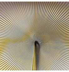 Панно Zambaiti Parati Trussardi VII 18991 Винил на флизелине (3x3) Бежевый/Желтый, Абстракция